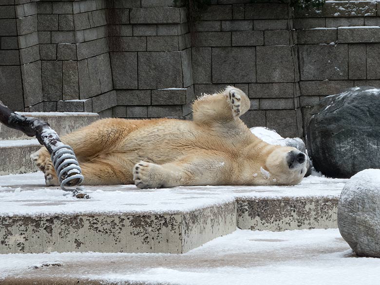 Eisbär LUKA am 16. Dezember 2018 auf der Plattform der großen Außenanlage im Zoologischen Garten der Stadt Wuppertal