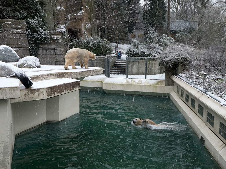 Eisbärin ANORI auf der Plattform und Eisbär LUKA im Wasser am 16. Dezember 2018 auf der großen Außenanlage im Zoo Wuppertal