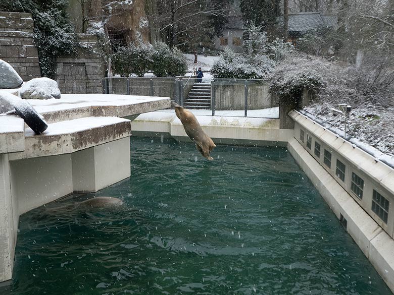 Eisbärin ANORI am 16. Dezember 2018 beim Sprung in das Wasser der großen Außenanlage im Zoologischen Garten der Stadt Wuppertal