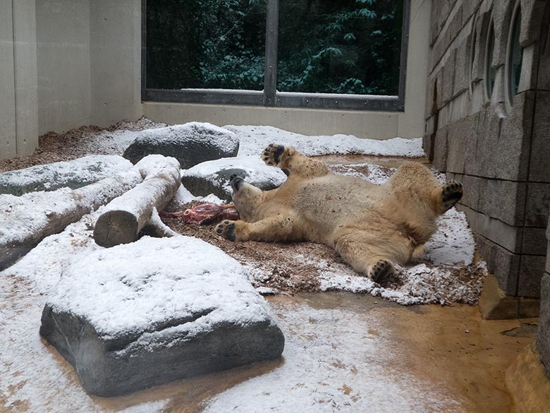 Eisbärin ANORI am 16. Dezember 2018 auf der kleinen Außenanlage im Grünen Zoo Wuppertal