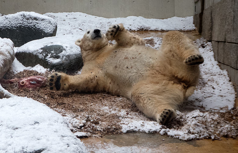 Eisbärin ANORI am 16. Dezember 2018 auf der kleinen Außenanlage im Zoo Wuppertal