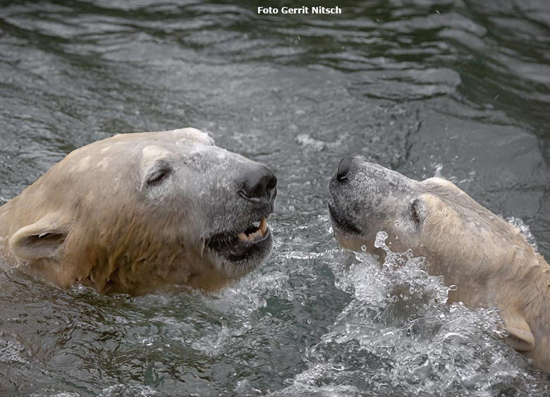 Eisbär LUKA und Eisbärin ANORI am 12. Januar 2019 auf der Außenanlage im Zoologischen Garten Wuppertal (Foto Gerrit Nitsch)