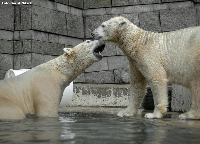 Eisbär LUKA und Eisbärin ANORI am 12. Januar 2019 auf der Außenanlage im Wuppertaler Zoo (Foto Gerrit Nitsch)