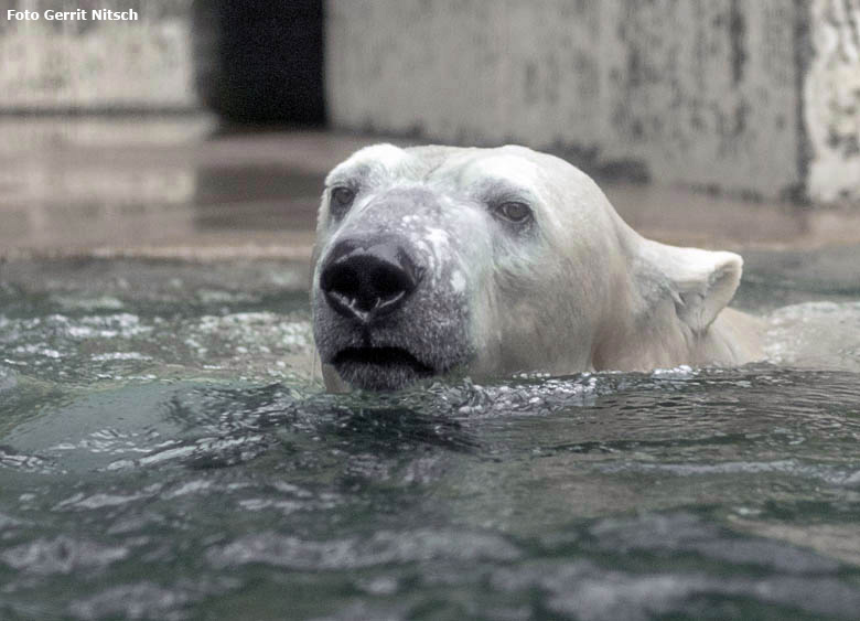 Eisbär LUKA am 12. Januar 2019 auf der Außenanlage im Zoo Wuppertal (Foto Gerrit Nitsch)