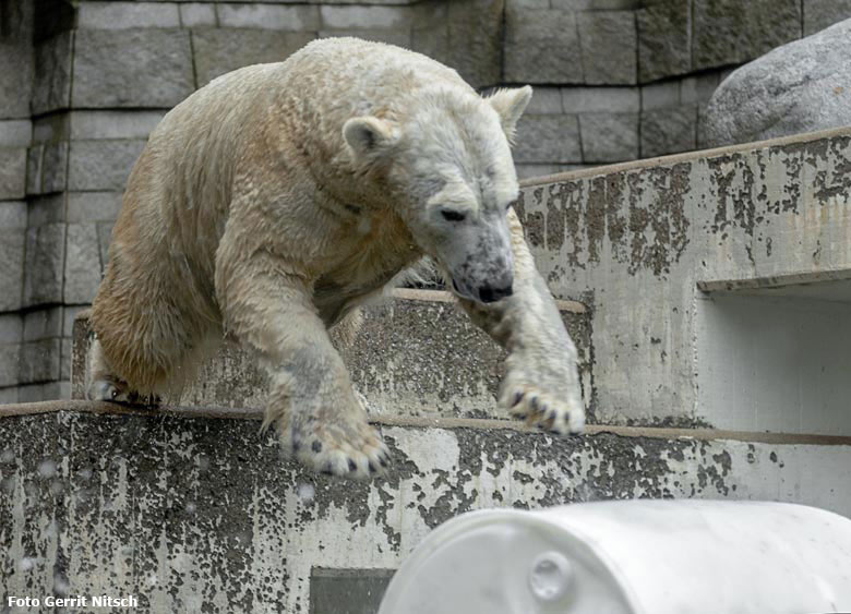 Eisbärin ANORI am 12. Januar 2019 auf der Außenanlage im Grünen Zoo Wuppertal (Foto Gerrit Nitsch)