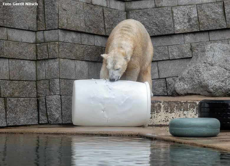 Eisbärin ANORI am 12. Januar 2019 auf der Außenanlage im Zoologischen Garten der Stadt Wuppertal (Foto Gerrit Nitsch)