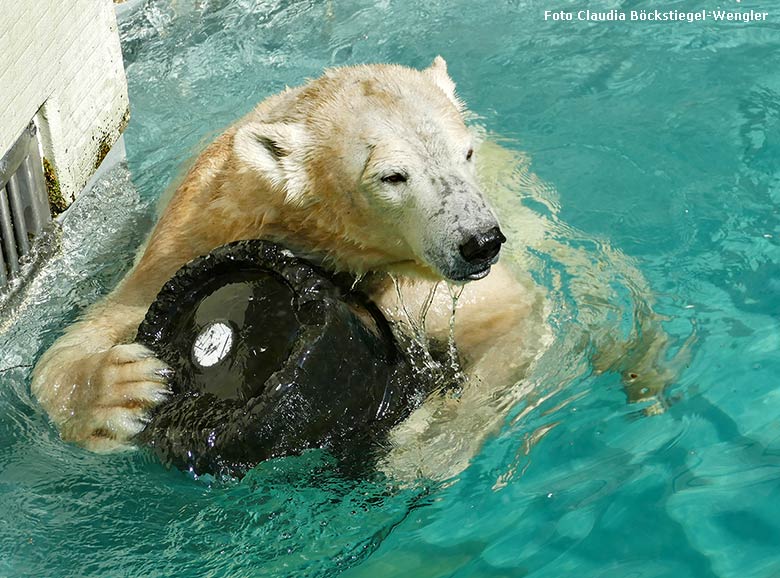 Eisbärin ANORI am 11. April 2019 im Wasser der großen Außenanlage im Grünen Zoo Wuppertal (Foto Claudia Böckstiegel-Wengler)