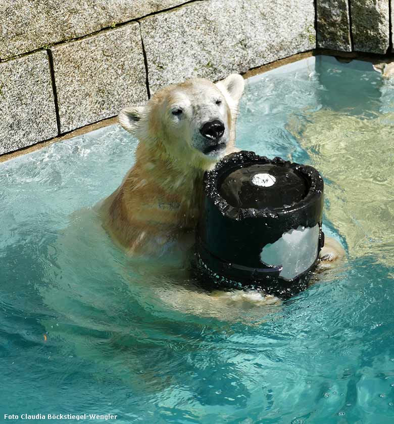 Eisbärin ANORI am 11. April 2019 im Wasser der großen Außenanlage im Wuppertaler Zoo (Foto Claudia Böckstiegel-Wengler)