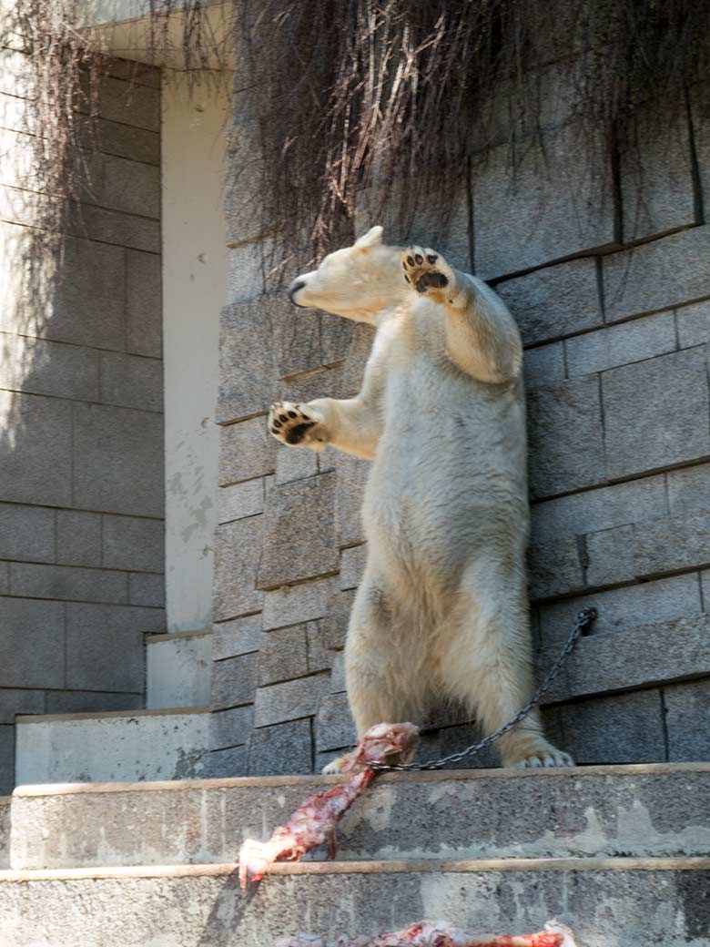 Eisbär ANORI am 19. April 2019 auf der großen Außenanlage im Zoologischen Garten Wuppertal