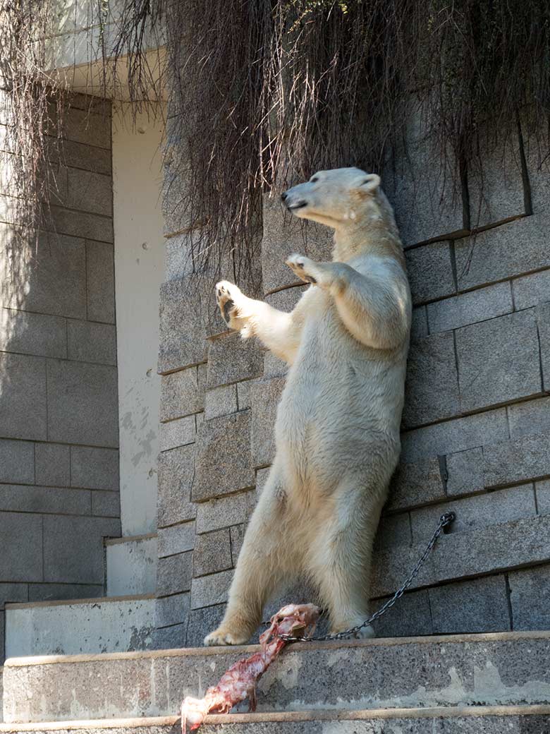 Eisbär ANORI am 19. April 2019 auf der großen Außenanlage im Zoo Wuppertal