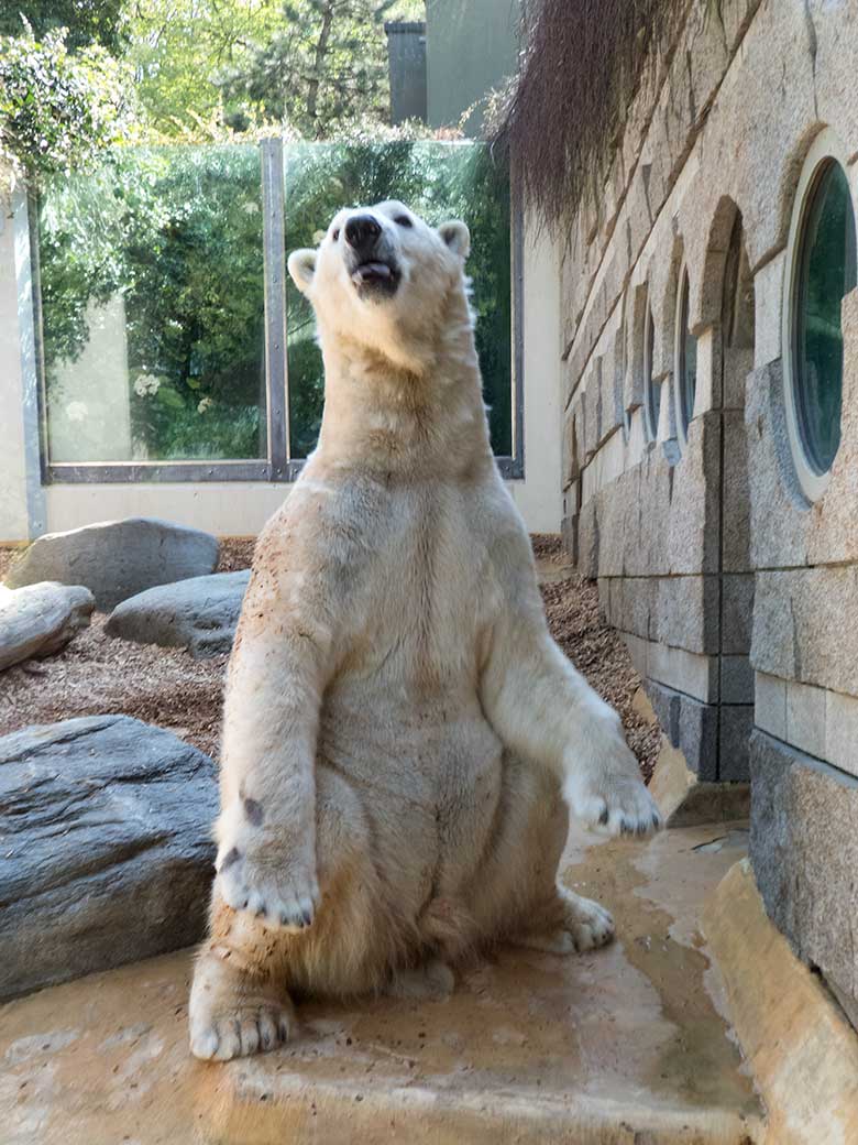 Eisbär LUKA am 20. April 2019 auf der kleinen Außenanlage im Grünen Zoo Wuppertal