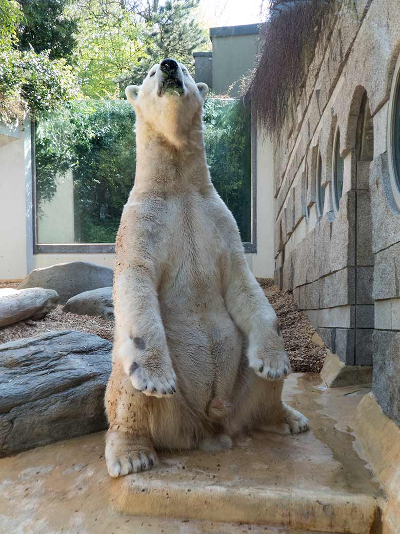 Eisbär LUKA am 20. April 2019 auf der kleinen Außenanlage im Wuppertaler Zoo