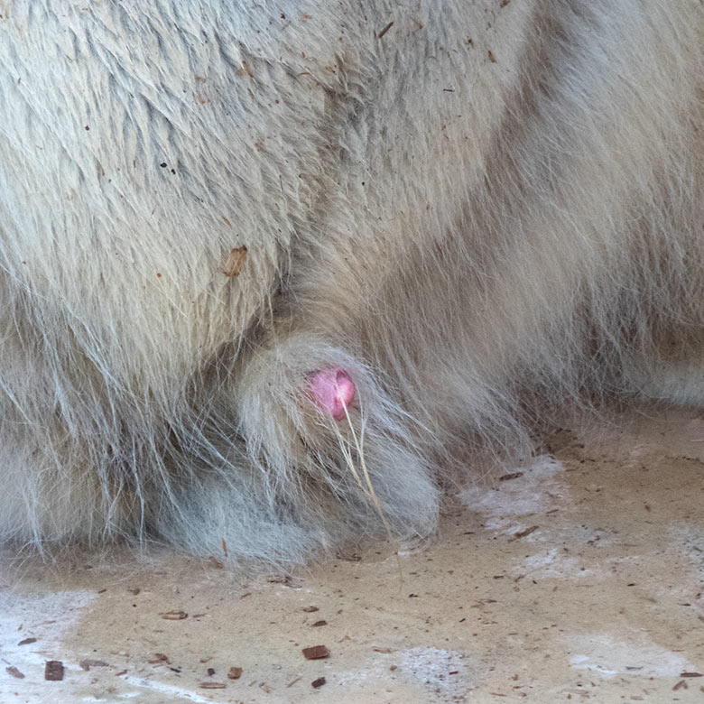 Eisbär LUKA am 20. April 2019 auf der kleinen Außenanlage im Zoo Wuppertal