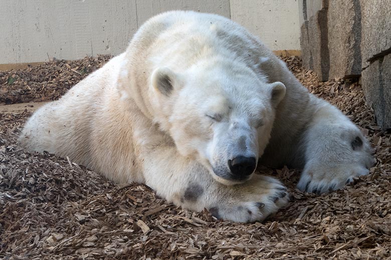 Eisbär LUKA am 20. April 2019 auf der kleinen Außenanlage im Zoologischen Garten der Stadt Wuppertal