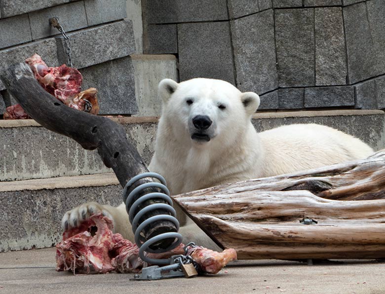 Eisbärin ANORI am 7. Juli 2019 auf der großen Außenanlage im Zoologischen Garten Wuppertal