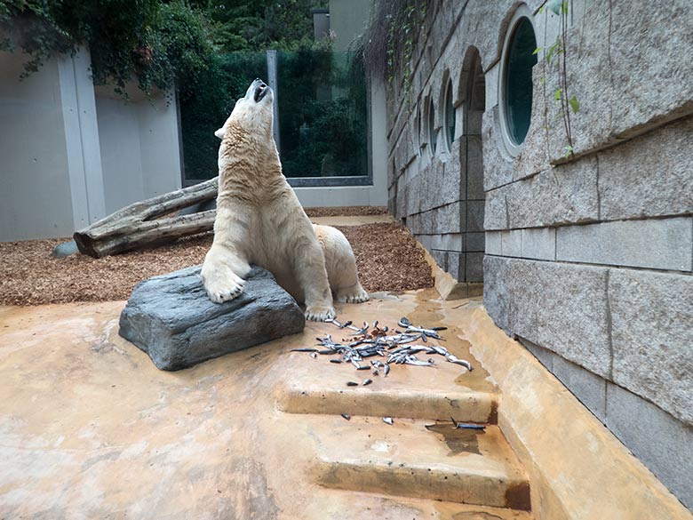 Eisbär LUKA am 10. August 2019 auf der kleinen Außenanlage im Wuppertaler Zoo