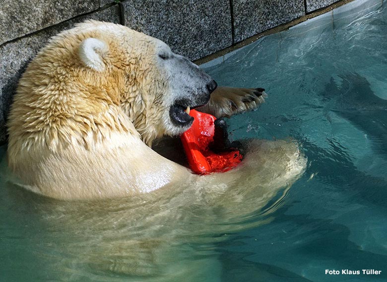 Eisbär LUKA am 7. September 2019 im Wasser der großen Freianlage im Grünen Zoo Wuppertal (Foto Klaus Tüller)