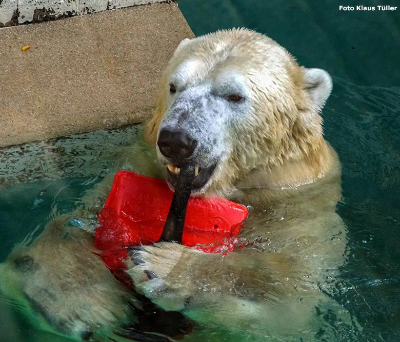 Eisbär LUKA am 7. September 2019 im Wasser der großen Freianlage im Wuppertaler Zoo (Foto Klaus Tüller)