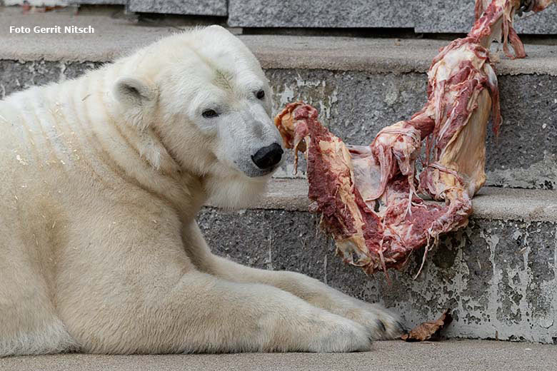 Eisbärin ANORI am 25. Oktober 2019 auf der großen Außenanlage im Grünen Zoo Wuppertal (Foto Gerrit Nitsch)