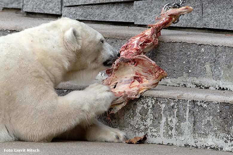 Eisbärin ANORI am 25. Oktober 2019 auf der großen Außenanlage im Zoo Wuppertal (Foto Gerrit Nitsch)