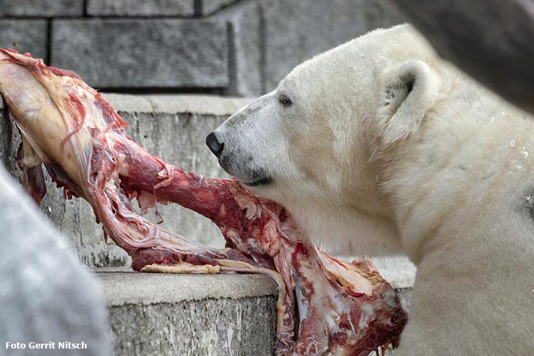 Eisbärin ANORI am 25. Oktober 2019 auf der großen Außenanlage im Zoologischen Garten Wuppertal (Foto Gerrit Nitsch)