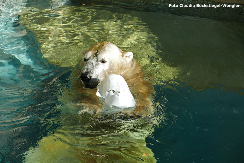 Eisbär LUKA im Wasser am 31. Oktober 2019 im Grünen Zoo Wuppertal (Foto Claudia Böckstiegel-Wengler)