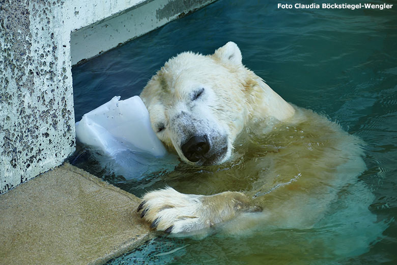 Träumender Eisbär LUKA im Wasser am 31. Oktober 2019 im Wuppertaler Zoo (Foto Claudia Böckstiegel-Wengler)