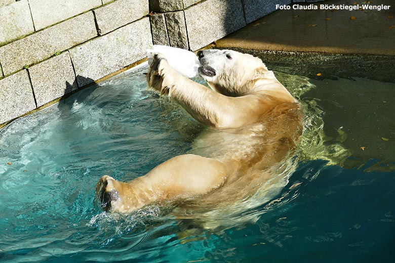 Eisbär LUKA im Wasser am 31. Oktober 2019 im Zoo Wuppertal (Foto Claudia Böckstiegel-Wengler)