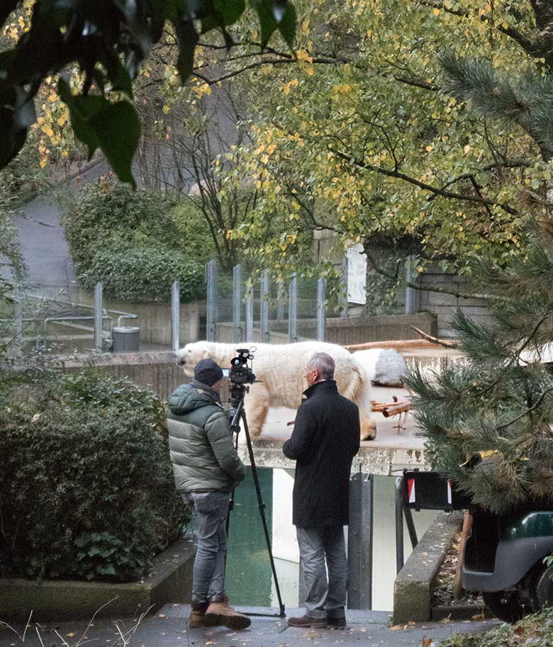 WDR-Interview am 5. November 2019 am Eisbär-Gehege im Grünen Zoo Wuppertal für die WDR-Sendung am 20. November 2019