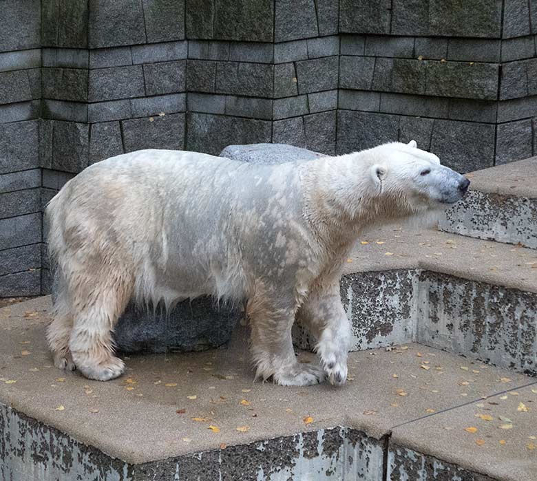 Nasse Eisbärin ANORI am 18. November 2019 auf der Außenanlage im Grünen Zoo Wuppertal