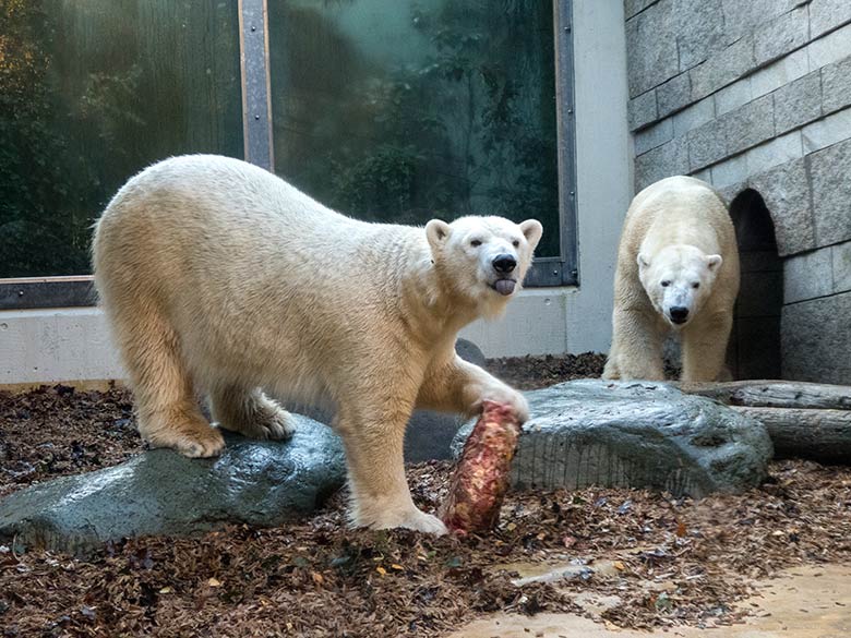 Eisbärin ANORI und Eisbär LUKA am 20. November 2019 auf der kleinen Außenanlage im Wuppertaler Zoo