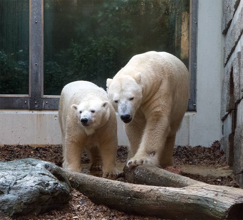 Eisbärin ANORI und Eisbär LUKA am 20. November 2019 auf der kleinen Außenanlage im Grünen Zoo Wuppertal