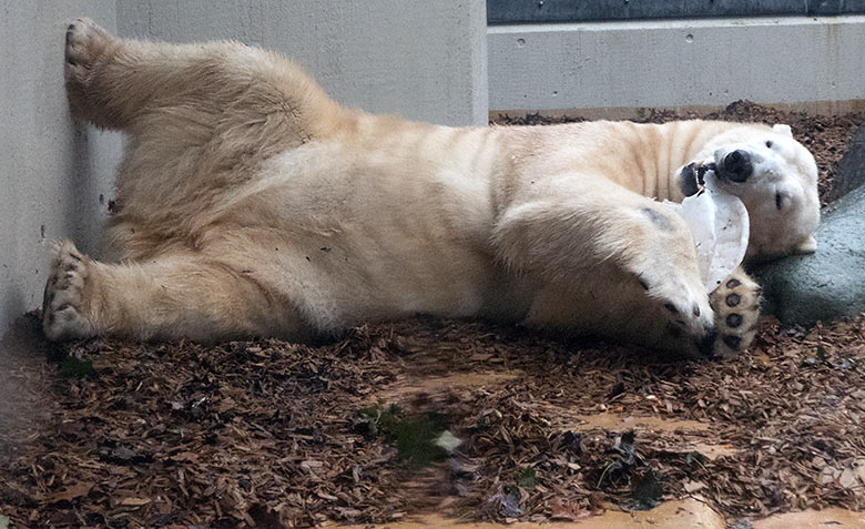 Eisbär LUKA am 2. Dezember 2019 auf der kleinen Außenanlage im Zoologischen Garten Wuppertal