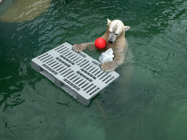 Eisbärin ANORI mit rotem Ball am 1. Februar 2020 im Wasser der Eisbär-Anlage im Grünen Zoo Wuppertal