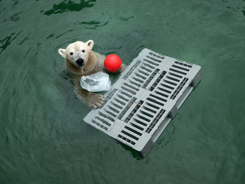 Eisbärin ANORI mit rotem Ball am 1. Februar 2020 im Wasser der Eisbär-Anlage im Wuppertaler Zoo