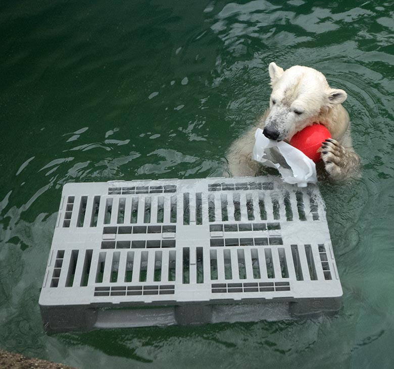 Eisbärin ANORI mit rotem Ball am 1. Februar 2020 im Wasser der Eisbär-Anlage im Zoologischen Garten Wuppertal