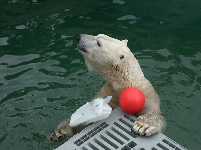 Eisbärin ANORI mit rotem Ball am 1. Februar 2020 im Wasser der Eisbär-Anlage im Grünen Zoo Wuppertal