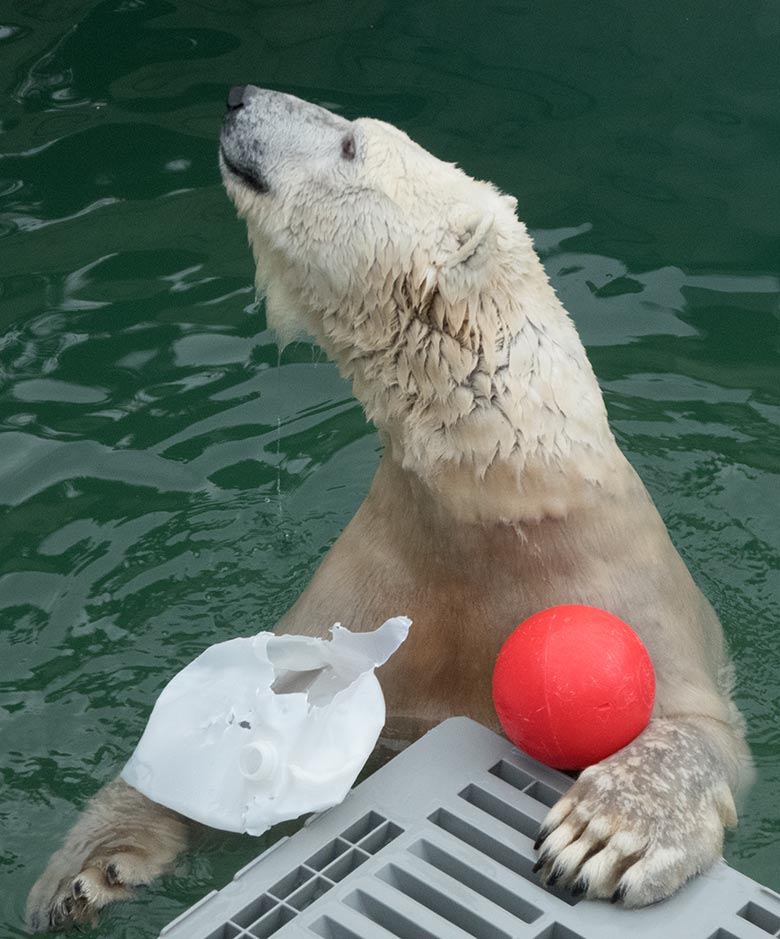 Eisbärin ANORI mit rotem Ball am 1. Februar 2020 im Wasser der Eisbär-Anlage im Wuppertaler Zoo.