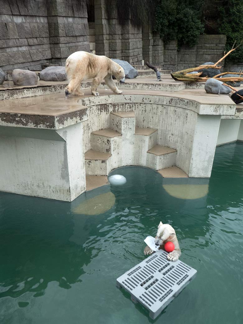 Eisbärin ANORI mit rotem Ball am 1. Februar 2020 im Wasser der Eisbär-Anlage im Grünen Zoo Wuppertal. Eisbär LUKA drehte währenddessen seine Runden auf der Plattform