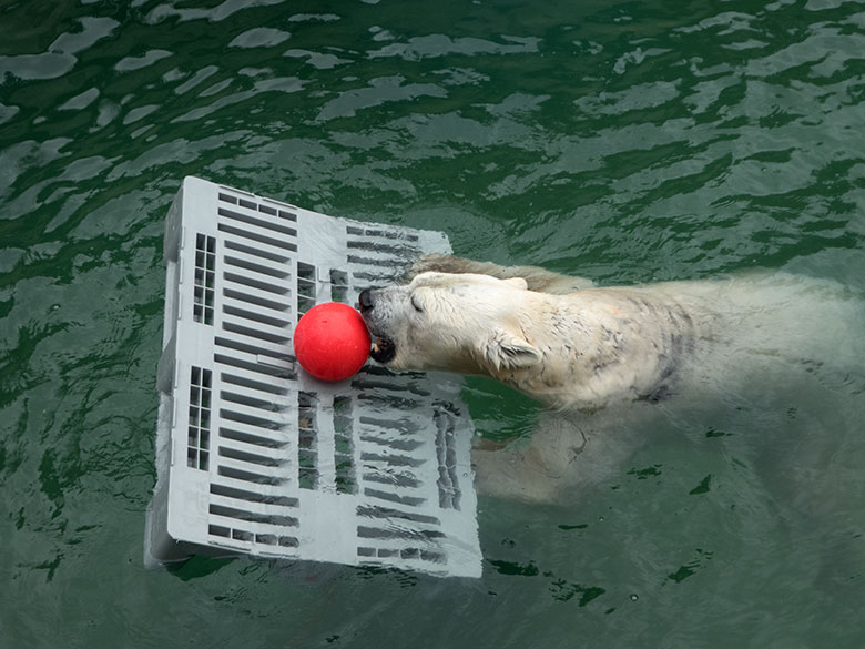 Eisbärin ANORI mit rotem Ball am 1. Februar 2020 im Wasser der Eisbär-Anlage im Zoologischen Garten der Stadt Wuppertal