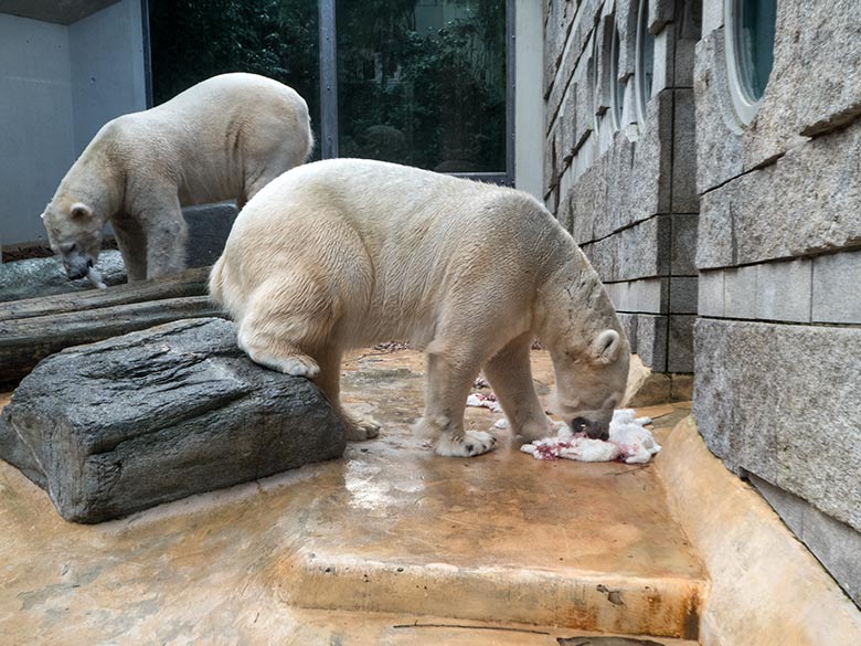 Eisbärin ANORI mit weißen Futtertieren und Eisbär LUKA (hinten) am 25. Februar 2020 auf der kleinen Außenanlage im Wuppertaler Zoo