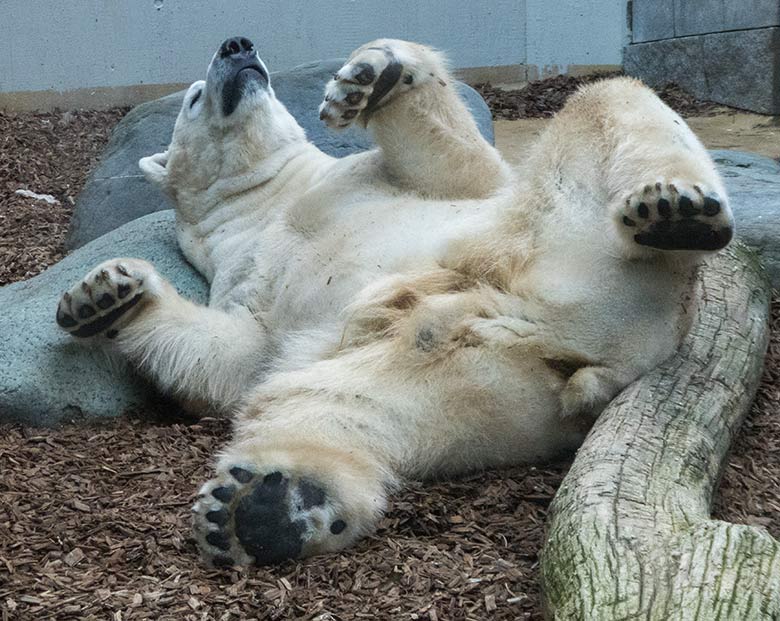 Eisbär LUKA am 25. Februar 2020 auf der kleinen Außenanlage im Grünen Zoo Wuppertal