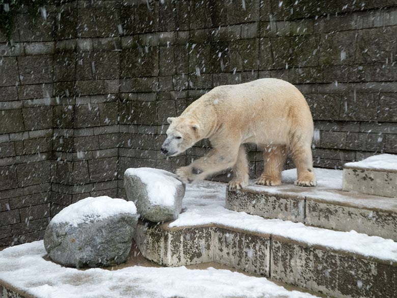 Eisbär LUKA am 26. Februar 2020 auf der Außenanlage im Grünen Zoo Wuppertal