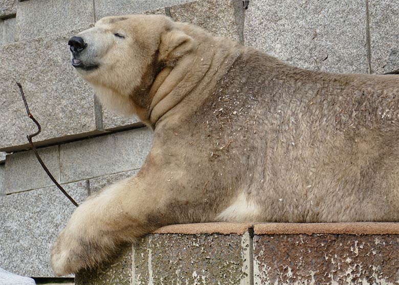 Eisbärin ANORI am 8. September 2020 auf der Außenanlage im Zoologischen Garten Wuppertal