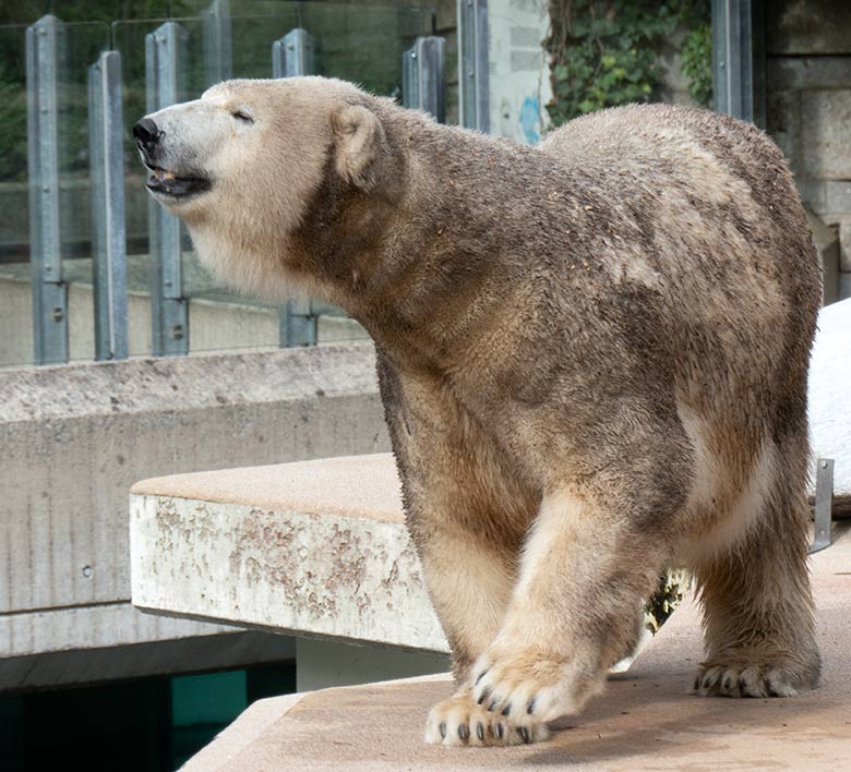 Eisbärin ANORI am 9. September 2020 auf der Außenanlage im Grünen Zoo Wuppertal