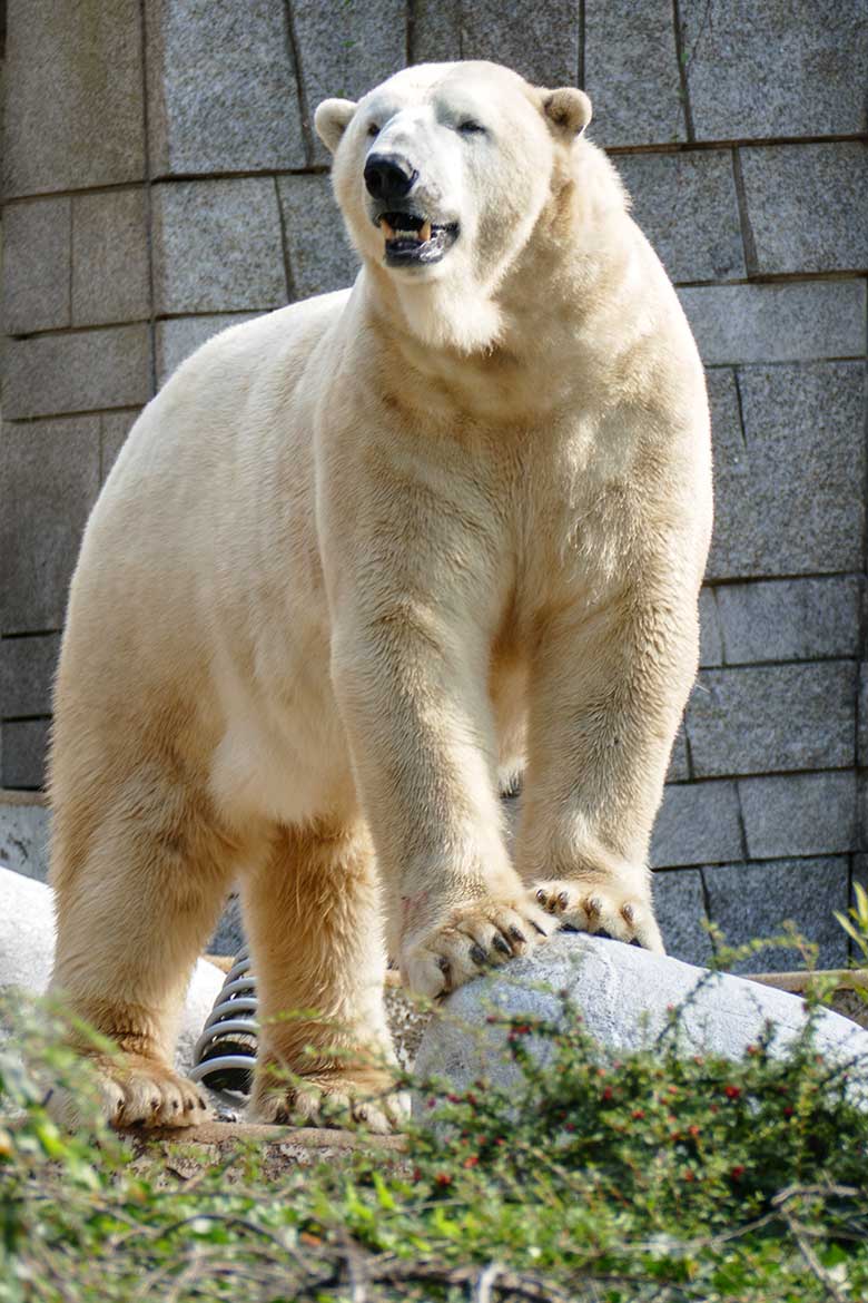Männlicher Eisbär LUKA am 14. September 2020 auf der Außenanlage im Grünen Zoo Wuppertal