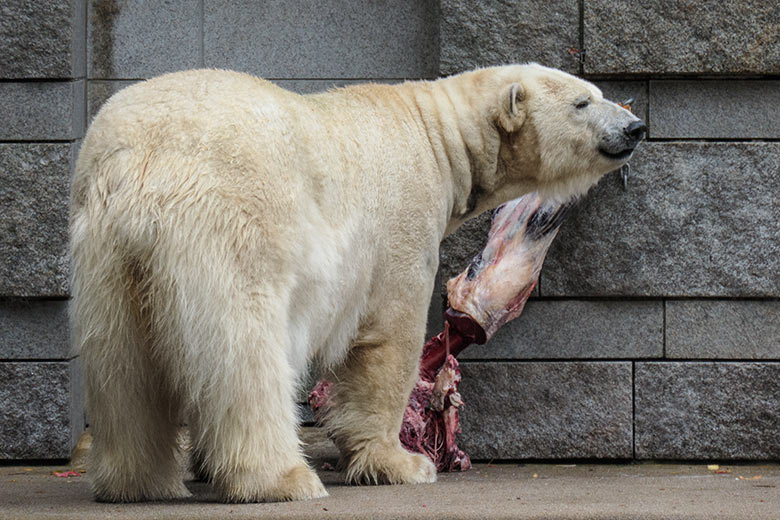 Eisbärin ANORI am 4. Oktober 2020 auf der Außenanlage im Wuppertaler Zoo