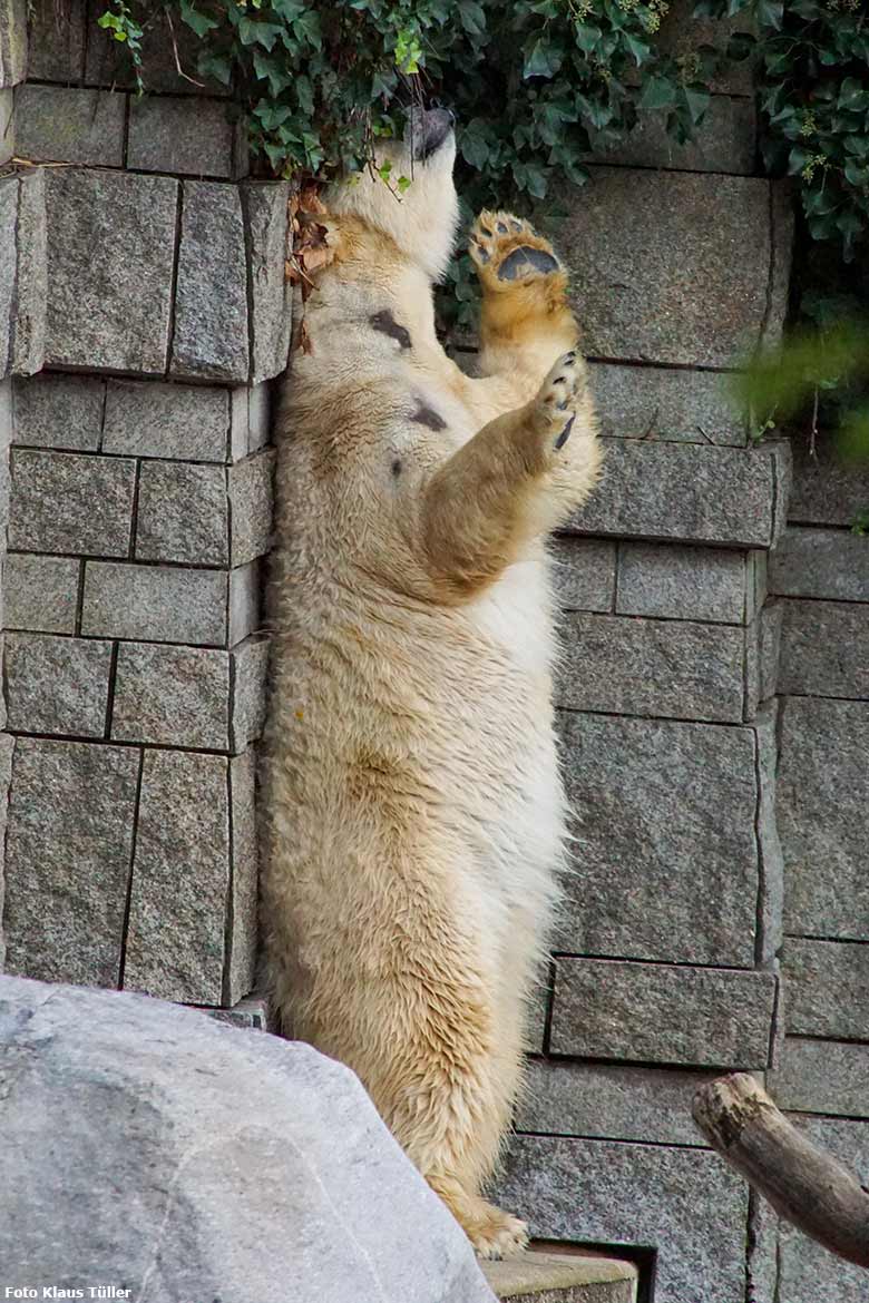 Eisbärin ANORI am 11. Oktober 2020 auf der großen Außenanlage für Eisbären im Zoologischen Garten der Stadt Wuppertal (Foto Klaus Tüller)