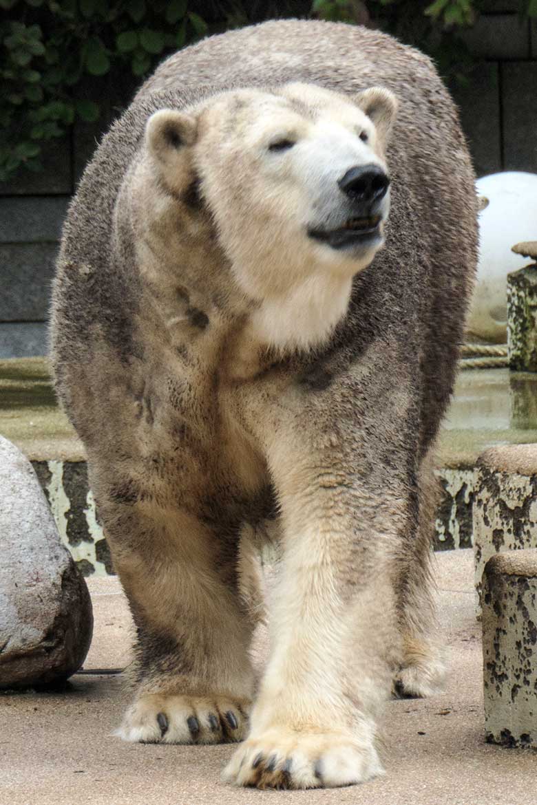 Braungefärbte Eisbärin ANORI am 17. Oktober 2020 auf der großen Außenanlage im Zoologischen Garten