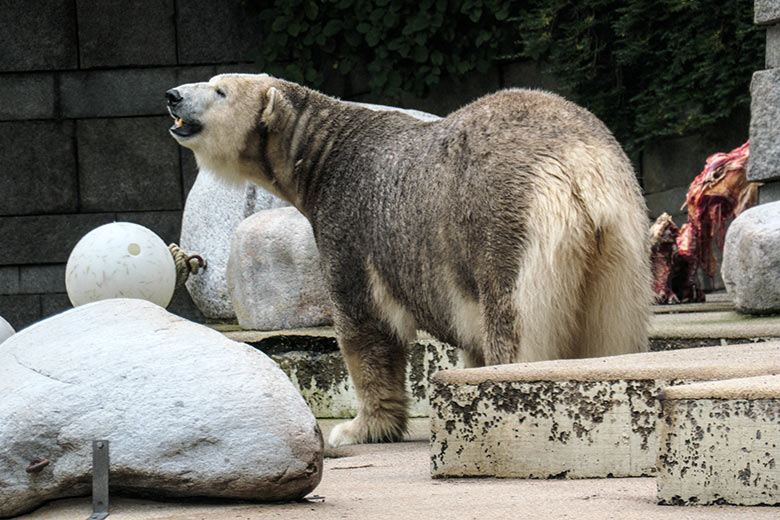 Braungefärbte Eisbärin ANORI am 17. Oktober 2020 auf der großen Außenanlage im Zoo Wuppertal